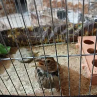 قناری طبیعت نر|پرنده|قزوین, |دیوار