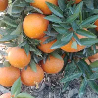 کارگرفوری ازبجنورد تا فردا