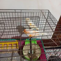 قناری موزاییکی نرو ماده مست