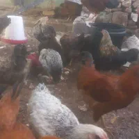 خروس ۶ ماه و مرغ ۲۰ روز دیگه به تخم میاد