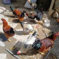 خروس جوان