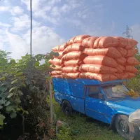کاه