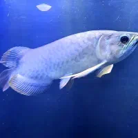 ماهی آروانا گلدن های بک ۳۰سانتی