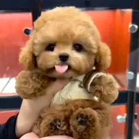 واگذاری توله سگ جذاب