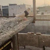 کبوتر طوقی|پرنده|سرپل ذهاب, |دیوار