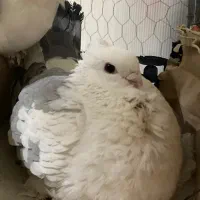 کبوتر ساتن