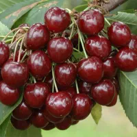 نهال اصلاح شده  تا پنج ساله ارسال به کل کشور