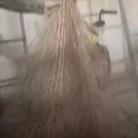 جارو