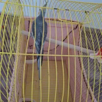 یک جفت عروس مولد