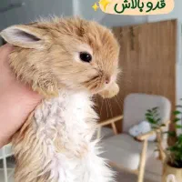 انواع نژاد های خرگوش ، ساده .لوپ.اکراینی