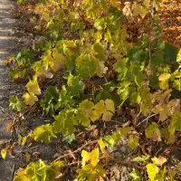 نهال انگور دو ساله