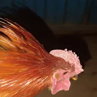 خروس چهل تاج بسیار جوان و سالم