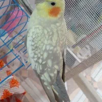 عروس هلندی یه جفت