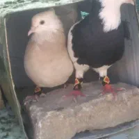 ‌کفتر رایگان