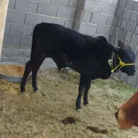 گاو محلی یا همون بلوچی