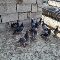 جوجه پلاکی مسافتی بلند