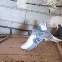 یال سیاه ماده