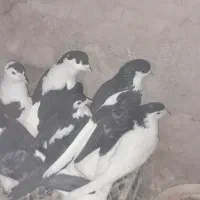 کبوتر کفتر ساده|پرنده|زیرکوه, |دیوار