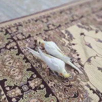 یک جفت عروس هلندی دستی