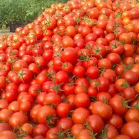 آبگیری گوجه‌فرنگی به صورت سیار درب منزل شما