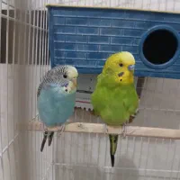 مرغ عشق مولد دست باز|پرنده|مریوان, |دیوار