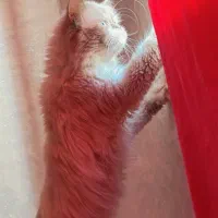 گربه پرشین چاکلت