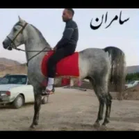 نریان کرد دو ساله|اسب و تجهیزات اسب‌سواری|رزن, |دیوار