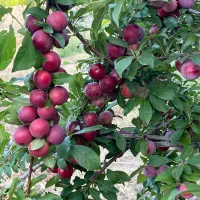 باغ-با-قابلیت-ساخت-مسکونی