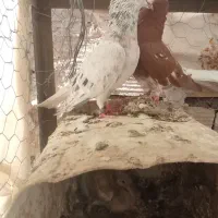 دم سفید|پرنده|فردوس (خراسان), |دیوار