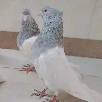 کفتر کله الماسی