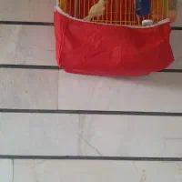 قناری نر سفید مست اماده جفت یه سال نتهاست