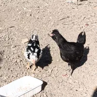 نیمچه مرغ های ۳ ماهه فول کیفیت گلین|حیوانات مزرعه|هفدر, |دیوار