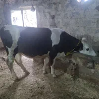 گاو سیمنتال