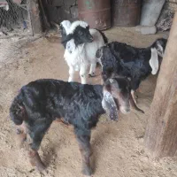 بره و بزغاله