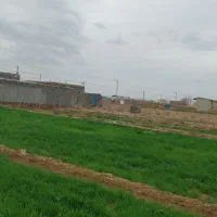 تعداد ۴ راس کولار سانن آبستن اصل