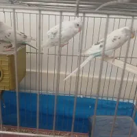 سه عدد مرغ عشق ۴۰۰ تومان