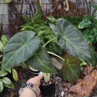 آلوکازیا رگال شیلد