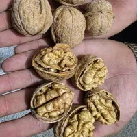 پخش عمده انواع گردو کاغذی|عمده‌فروشی|شیراز, بازار|دیوار