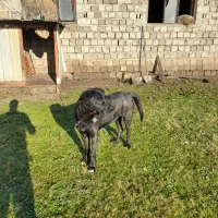 واگذاری سگ نر نگهبان|سگ|رودسر, |دیوار