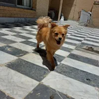 سگ پاپی|سگ|باغ بهادران, |دیوار