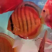 دیسکس گرید بالا|ماهی|مشهد, گاز|دیوار