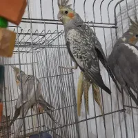 عروس هلندی ماده