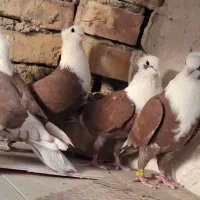 کربلایی کاکلی
