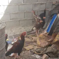فروش تعدادی مرغ