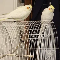 عروس هلندی لوتینو نر و ماده