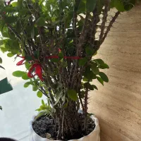 ۱۵ تا گل و گلدان