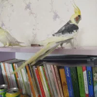 عروس هلندی نر و ماده