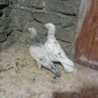کبوتر ها جفتی هفت رنگ خطی