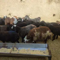 گوسفند بره و بزغاله خوراک خور میش بز قوچ شیشک|حیوانات مزرعه|قم, شهر قائم|دیوار