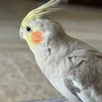 عروس هلندی|پرنده|نوشهر, |دیوار